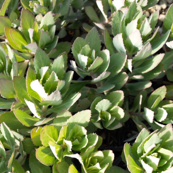 Nature Hills Nursery Autumn Joy Sedum