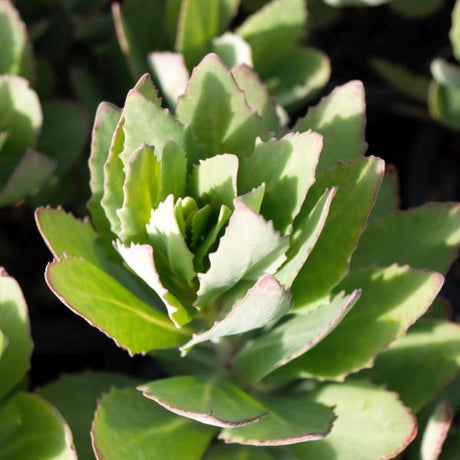 Mr. Goodbud Sedum (Sedum 'Mr. Goodbud') growing in a garden landscape, showing mature perennial form.