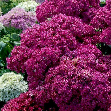 Mr. Goodbud Sedum (Sedum 'Mr. Goodbud'), a perennial featuring purple, pink flowers and perennial.