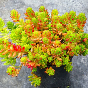 Sedum Rubrotinctum - Nature Hills Nursery - #1 Container - 