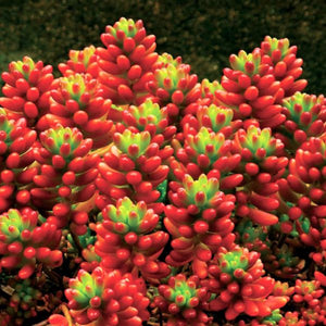 Sedum Rubrotinctum - Nature Hills Nursery - #1 Container - 