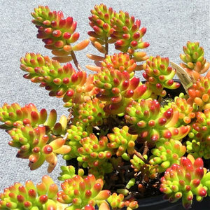 Sedum Rubrotinctum - Nature Hills Nursery - #1 Container - 