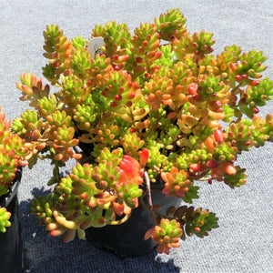 Sedum Rubrotinctum - Nature Hills Nursery - #1 Container - 