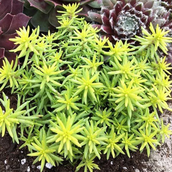 SunSparkler® Angelina's Teacup Sedum | Buy at NatureHills.com