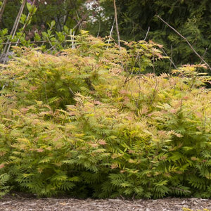 Sem Ash Leaf Spirea