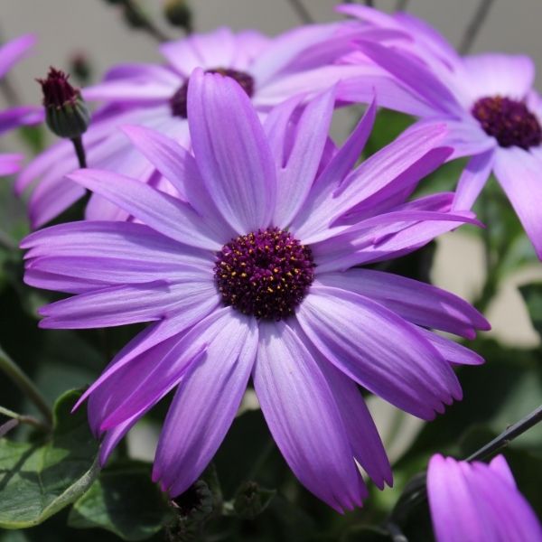 Senetti SPARKLE Lavender Cineraria - Nature Hills Nursery - #1 Container 2 Pack - 