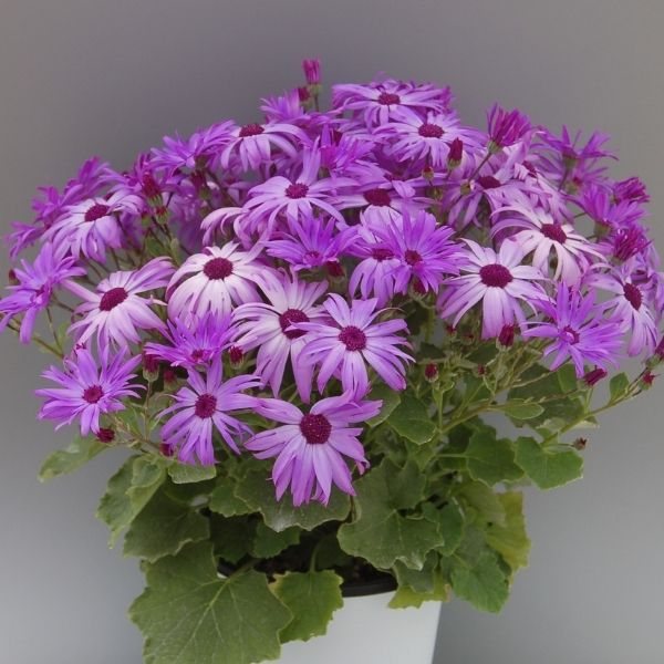 Senetti SPARKLE Lavender Cineraria - Nature Hills Nursery - #1 Container 2 Pack - 