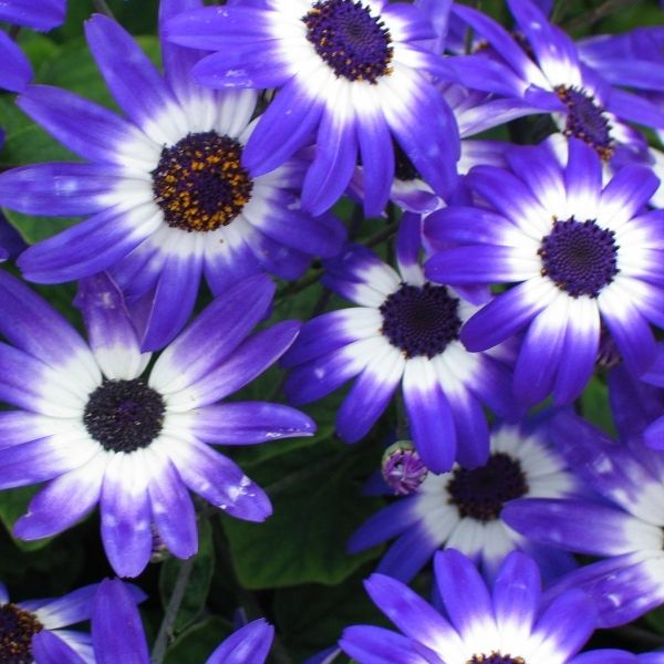 Senetti&reg; Blue Bicolor Cineraria - Nature Hills Nursery - #1 Container 2 Pack - 