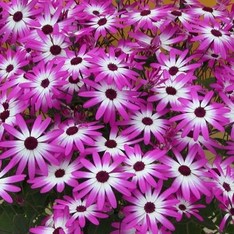 Senetti&reg; Magenta Bicolor Cineraria - Nature Hills Nursery - #1 Container 2 Pack - 