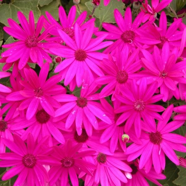Senetti&reg; Magenta Cineraria - Nature Hills Nursery - #1 Container 2 Pack - 