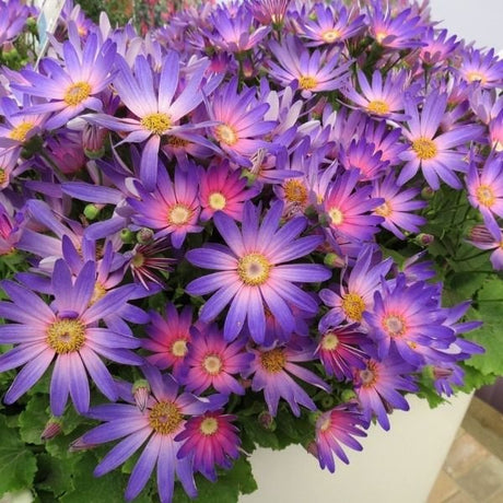 Senetti&reg; Magic Salmon Cineraria - Nature Hills Nursery - #1 Container 2 Pack - 