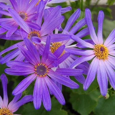 Senetti&reg; Magic Salmon Cineraria - Nature Hills Nursery - #1 Container 2 Pack - 