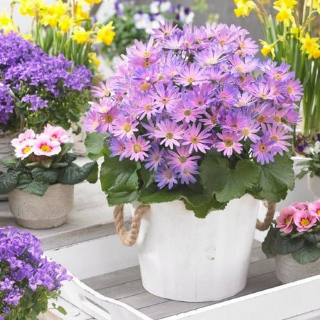 Senetti&reg; Magic Salmon Cineraria - Nature Hills Nursery - #1 Container 2 Pack - 