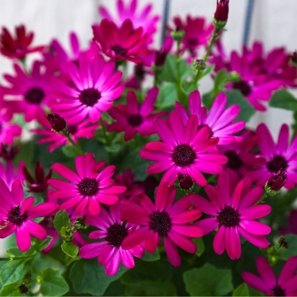 Senetti&reg; Ruby Red Cineraria - Nature Hills Nursery - #1 Container 2 Pack - 