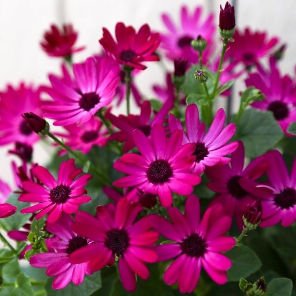 Senetti&reg; Ruby Red Cineraria - Nature Hills Nursery - #1 Container 2 Pack - 
