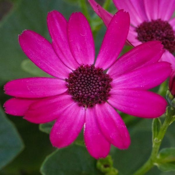 Senetti&reg; Ruby Red Cineraria - Nature Hills Nursery - #1 Container 2 Pack - 