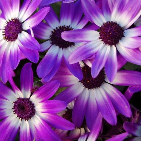 Senetti&reg; Violet Bicolor Cineraria - Nature Hills Nursery - #1 Container 2 Pack - 