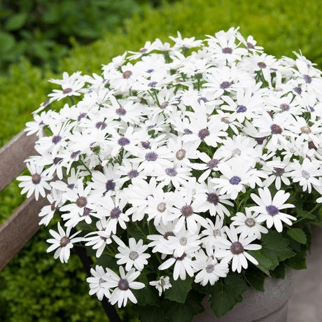 Senetti&reg; White Cineraria - Nature Hills Nursery - #1 Container 2 Pack - 