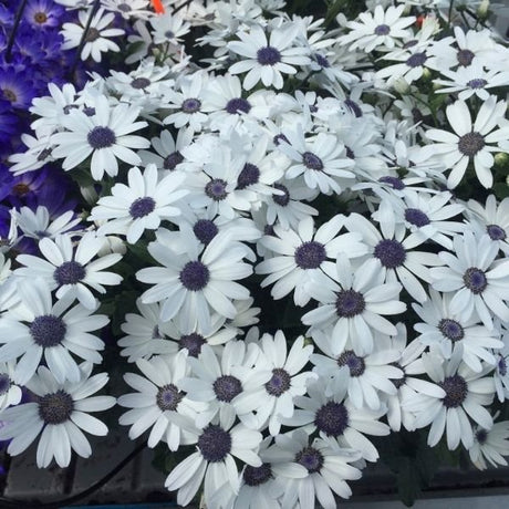 Senetti&reg; White Cineraria - Nature Hills Nursery - #1 Container 2 Pack - 