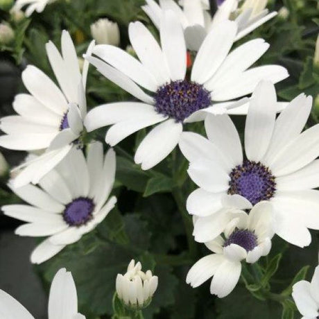 Senetti&reg; White Cineraria - Nature Hills Nursery - #1 Container 2 Pack - 