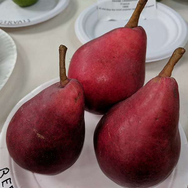 Sensation Red Bartlett Pear Tree - Nature Hills Nursery - #3 Container 4 - 5 Feet - 