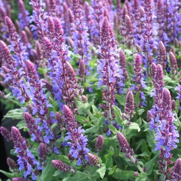 Sensation® Sky Blue Salvia Clouse up Blooms