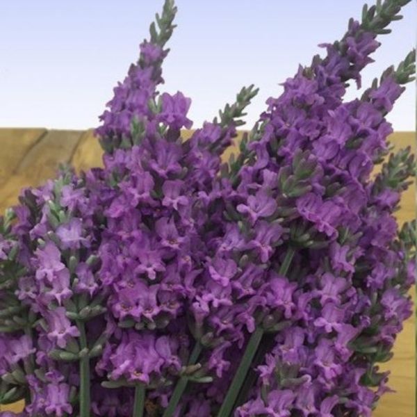 natural lavender plant Sensational! Lavender | Reblooming Fragrant Perennial
