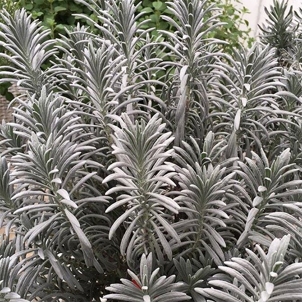 sensational lavender plant care Sensational! Lavender | Reblooming Fragrant Perennial