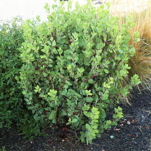 Sentinel Manzanita - Nature Hills Nursery - #1 Container - 
