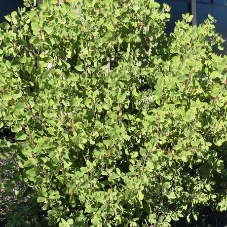Sentinel Manzanita - Nature Hills Nursery - #1 Container - 
