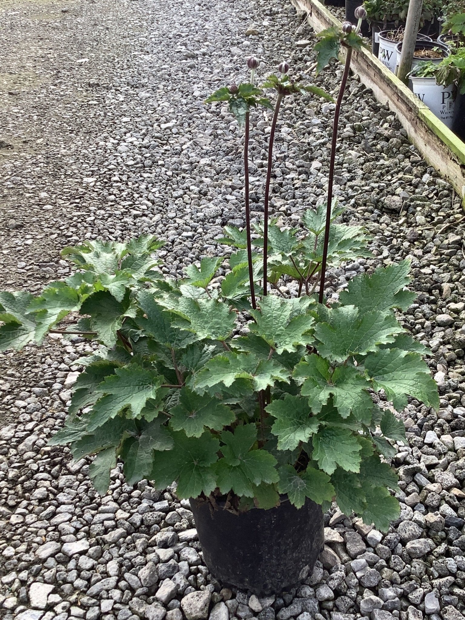 September Charm Japanese Anemone | Buy at NatureHills.com