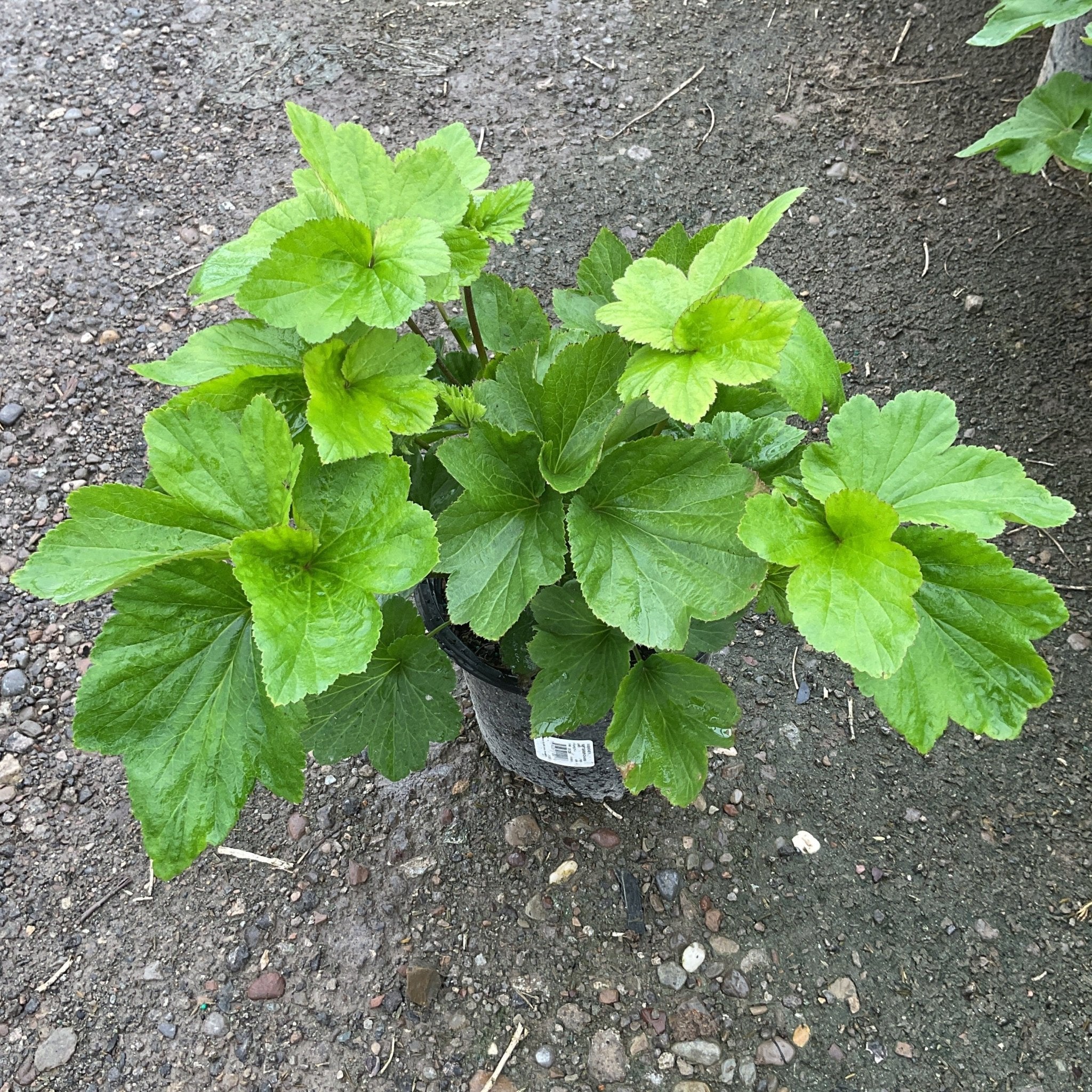 September Charm Japanese Anemone | Buy at NatureHills.com
