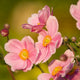 Plants Under $30