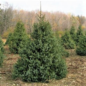 Serbian Spruce Tree (Picea omorika), a tree featuring evergreen and arching, pyramidal form.
