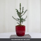 Serbian Spruce Tabletop Christmas Tree