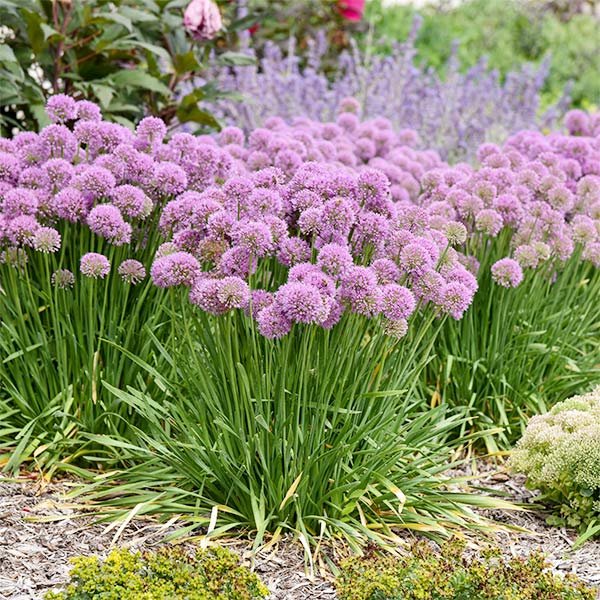 Serendipity Allium (Allium x 'Serendipity') planted in a residential landscape.
