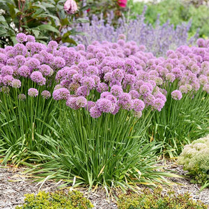 Serendipity Allium (Allium x 'Serendipity') planted in a residential landscape.