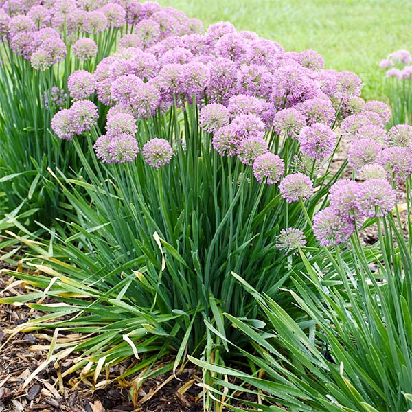 Close-up of purple allium flowers on Serendipity Allium blooming in early summer to late summer.