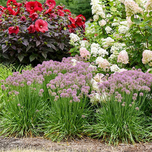 Perennial foliage of Serendipity Allium (Allium x 'Serendipity') in a garden setting.