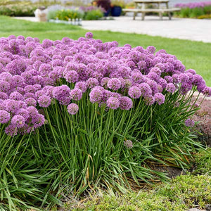 Serendipity Allium (Allium x 'Serendipity') growing in a garden landscape, showing mature perennial form.