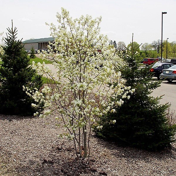 Close-up of white amelanchier flowers on Shadblow Serviceberry blooming in early spring.