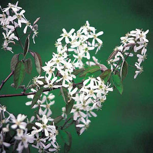Deciduous foliage of Shadblow Serviceberry (Amelanchier canadensis) in a garden setting.
