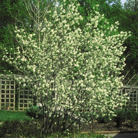 Shadblow Serviceberry (Amelanchier canadensis), a shrub featuring white flowers and deciduous.