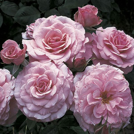 Sexy Rexy™ Floribunda Rose - Nature Hills Nursery - #2 Container - 