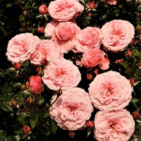 Sexy Rexy™ Floribunda Rose - Nature Hills Nursery - #2 Container - 