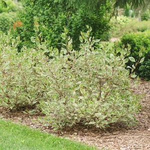 Sgt. Pepper™ Dogwood - Nature Hills Nursery - #3 Container - 