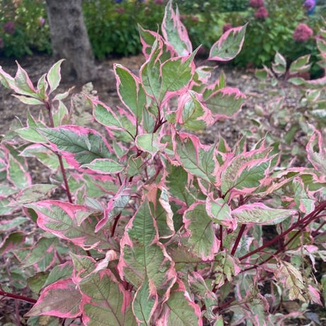 Sgt. Pepper™ Dogwood Variegation