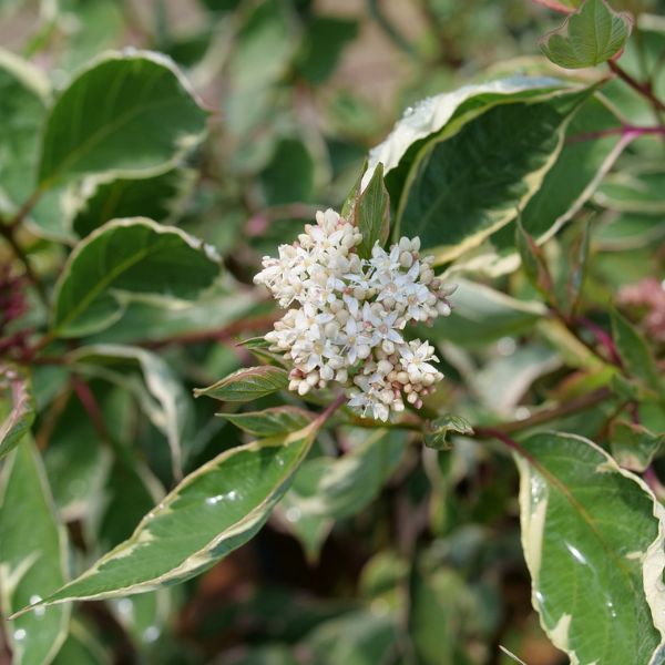Sgt. Pepper™ Dogwood Close Up Bloom