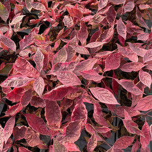 Sgt. Pepper™ Dogwood Fall Colors