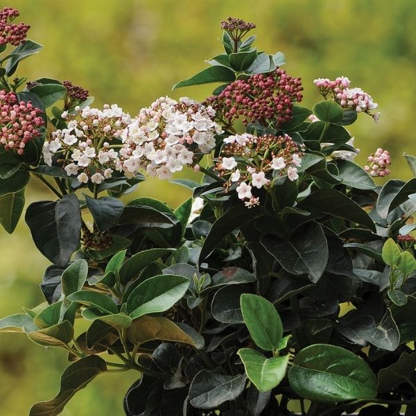 Shades of Pink&trade; Viburnum - Nature Hills Nursery - #3 Container - 